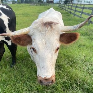 Meet your Posher, Lillyann